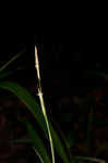 Cherokee sedge